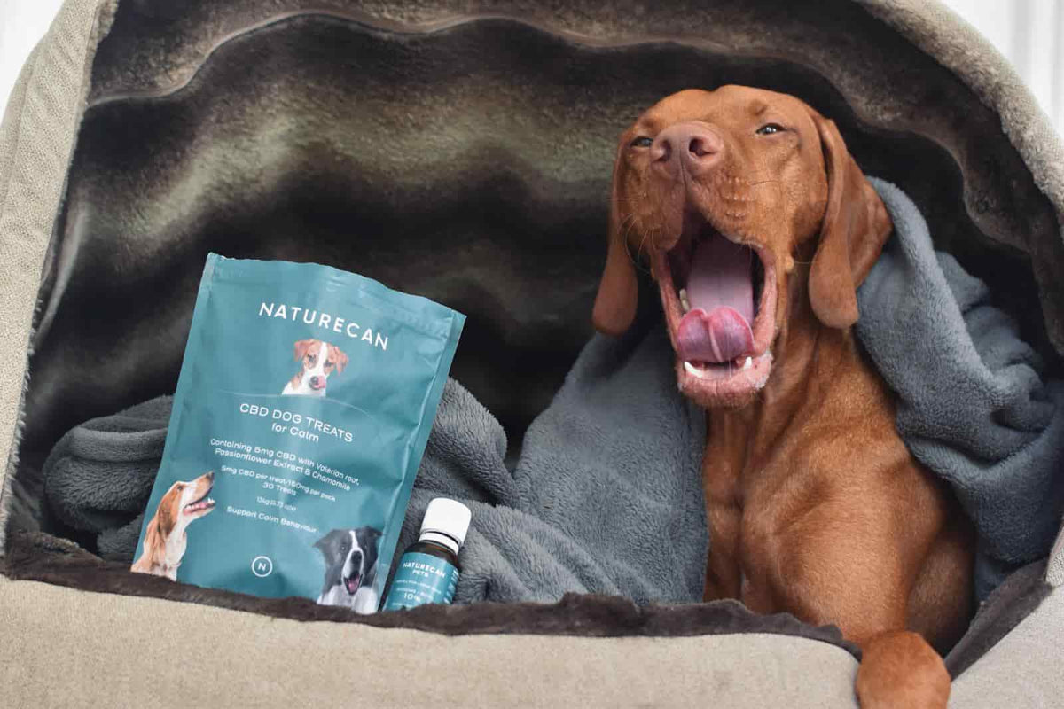 Wie lange schlafen Hunde?