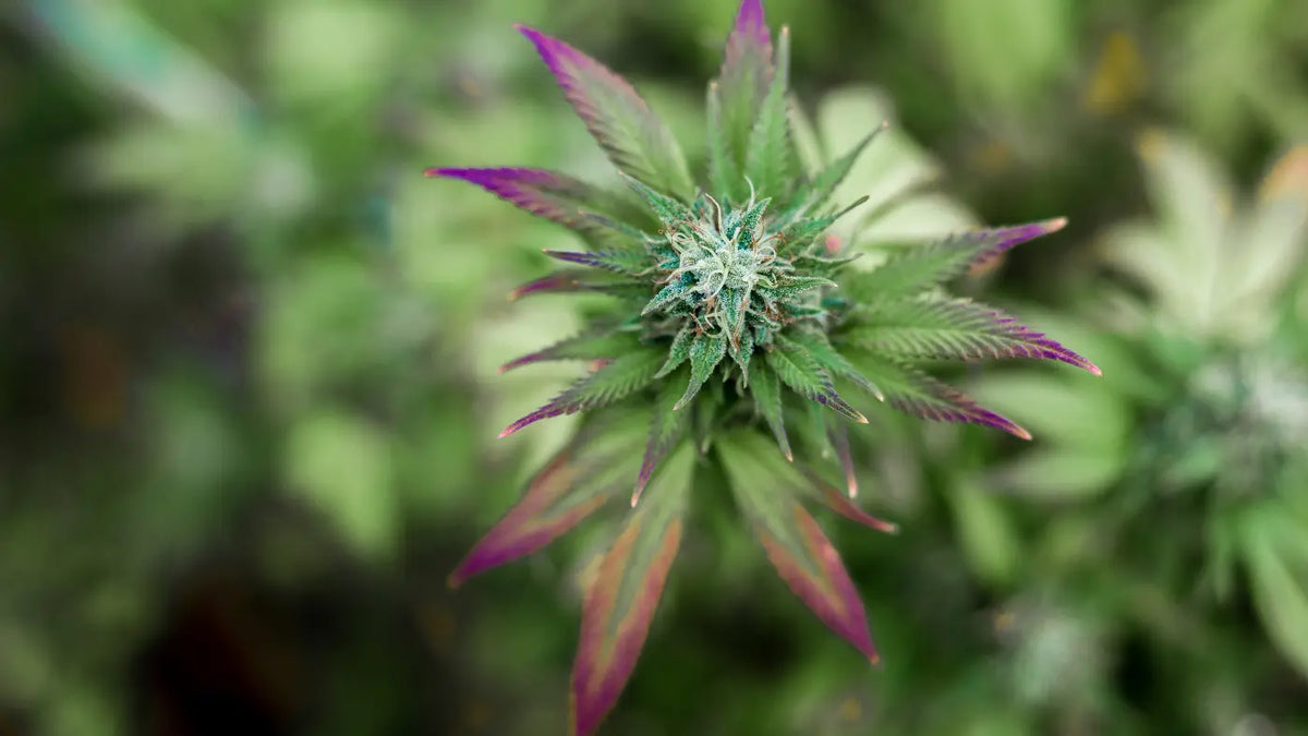 CBD Blüte mit lilanen Blattspitzen
