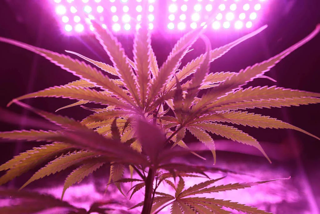 THC Detox: Cannabis auf sichere Weise aus dem Körper entfernen