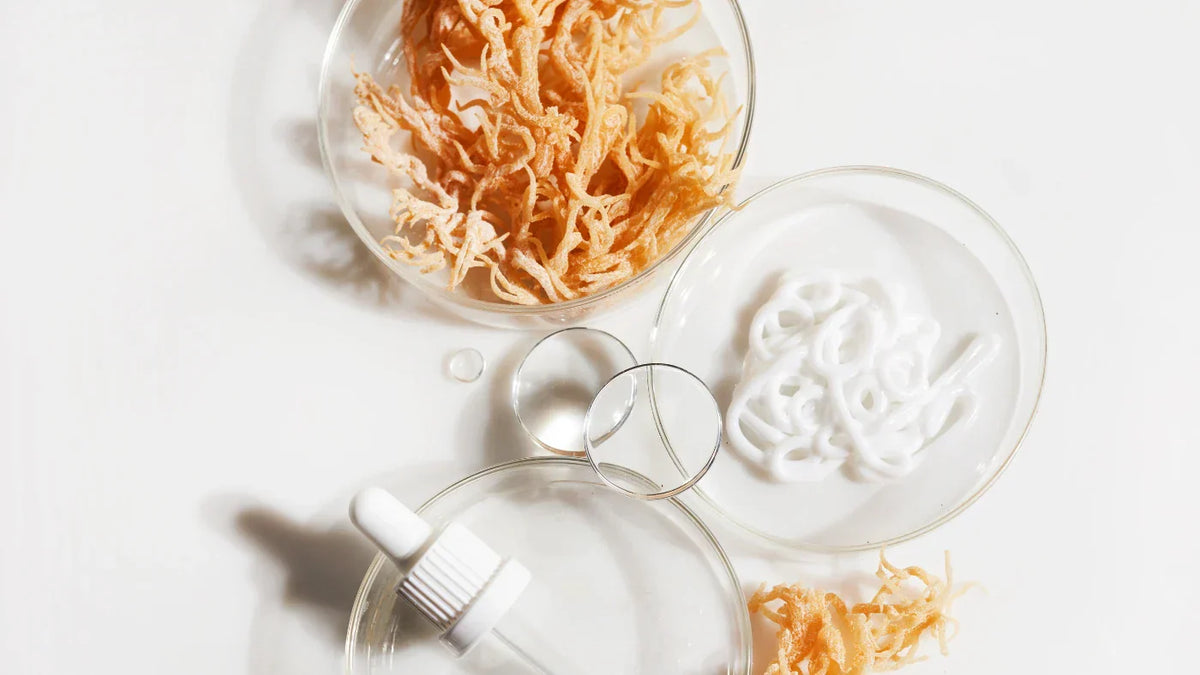 sea_moss_vorteile