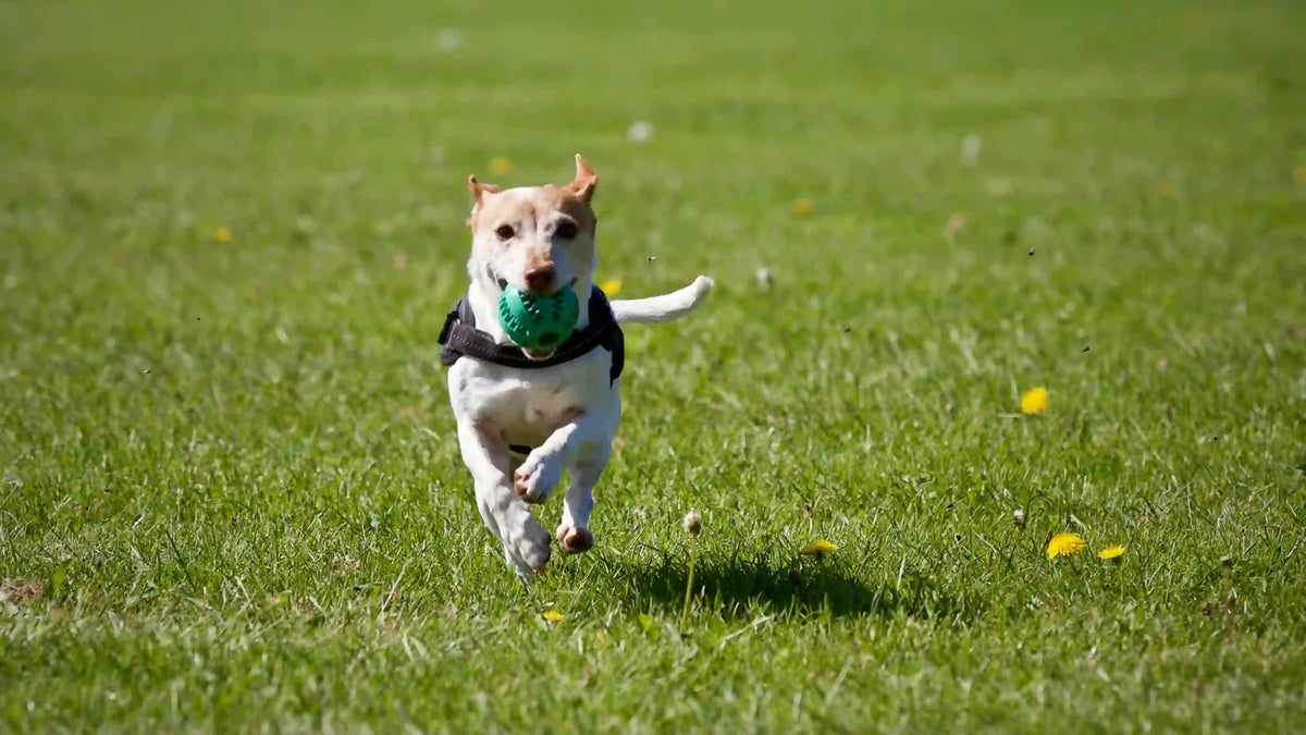 6 Anzeichen für einen gestressten Hund: Ursachen und Lösungen