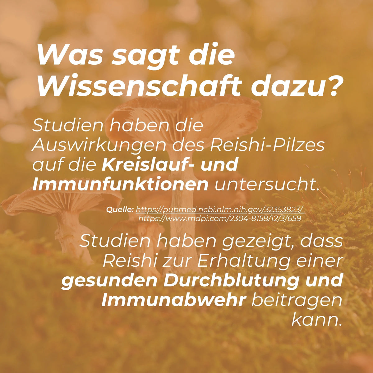 Reishi Pilz Gummibärchen