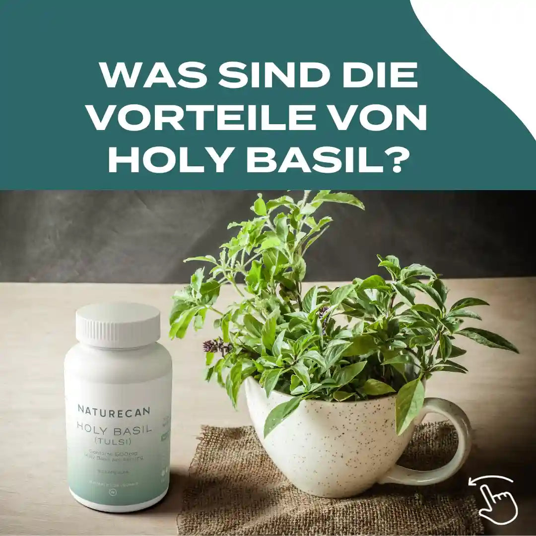 Was sind die Vorteile von Holy Basil?