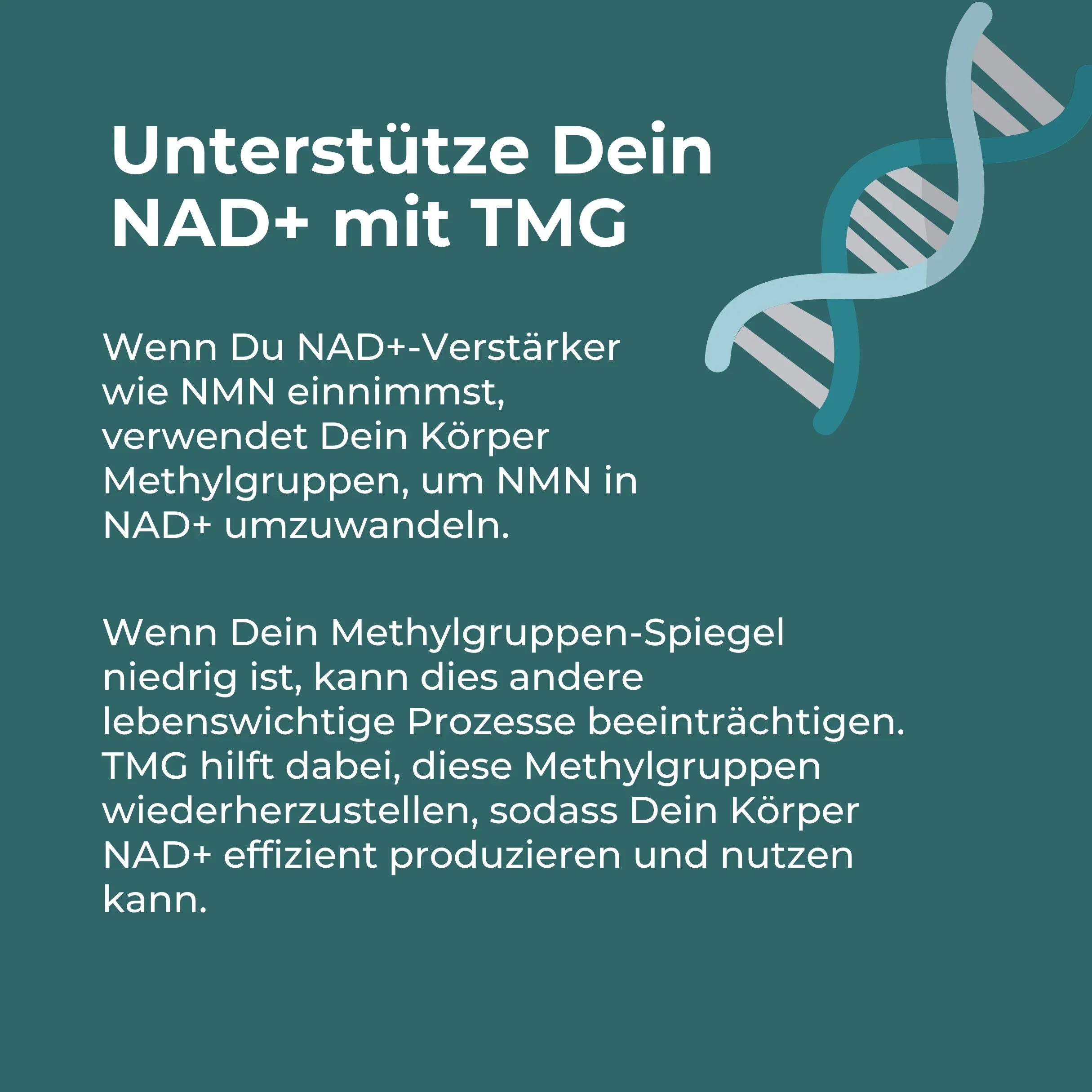 Betain Kapseln (TMG)